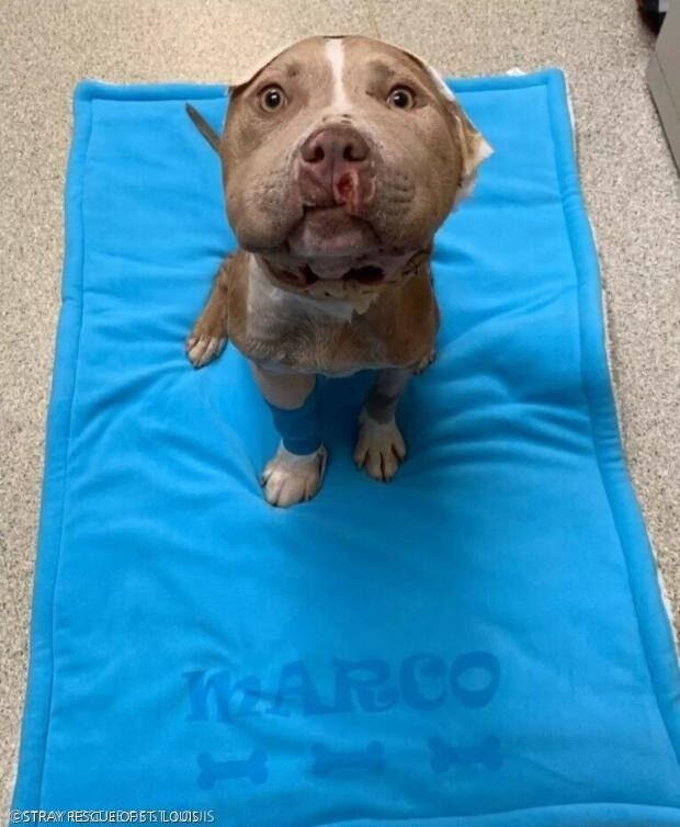 引用:STRAY RESCUE OF ST. LOUIS