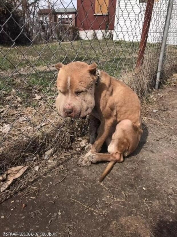 引用:STRAY RESCUE OF ST. LOUIS