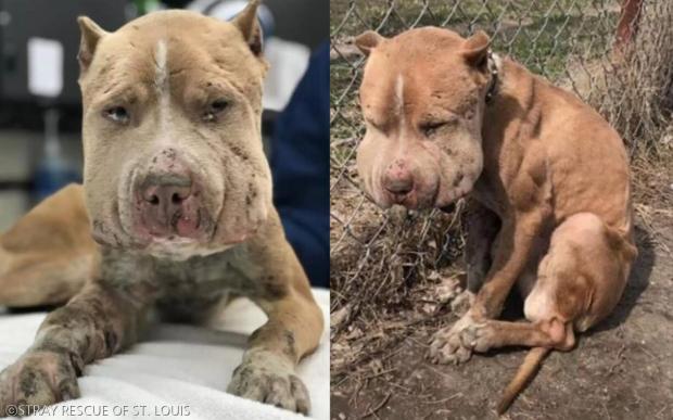 引用:STRAY RESCUE OF ST. LOUIS