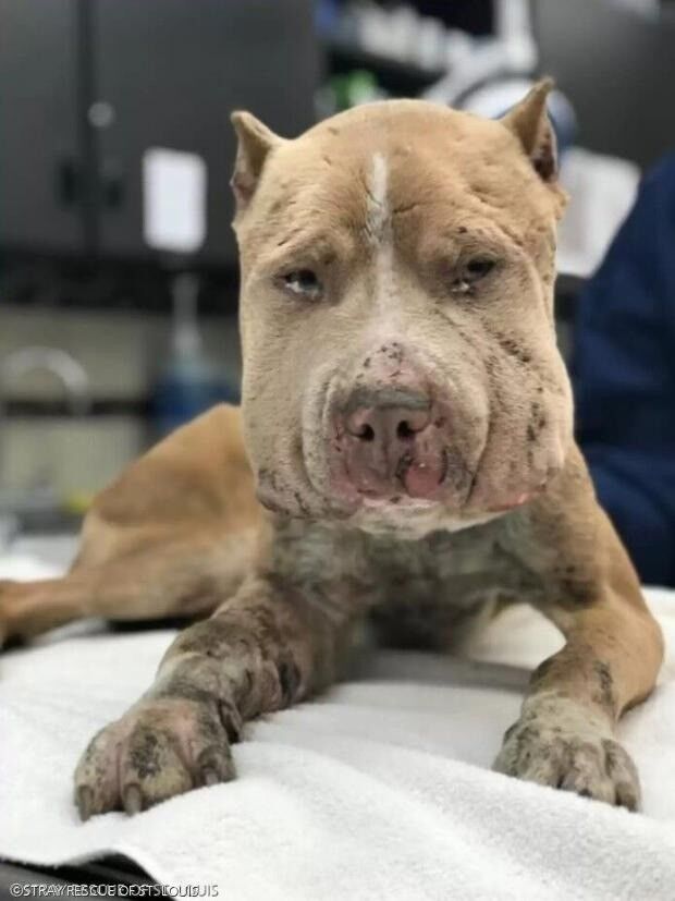 引用:STRAY RESCUE OF ST. LOUIS