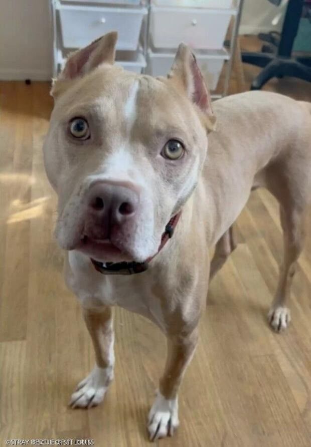 引用:STRAY RESCUE OF ST. LOUIS