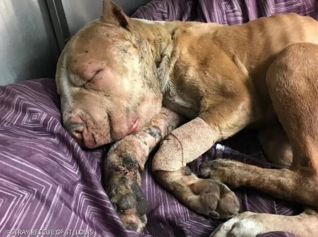 引用:STRAY RESCUE OF ST. LOUIS