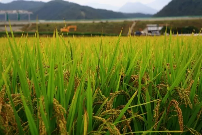 引用:Getty Images