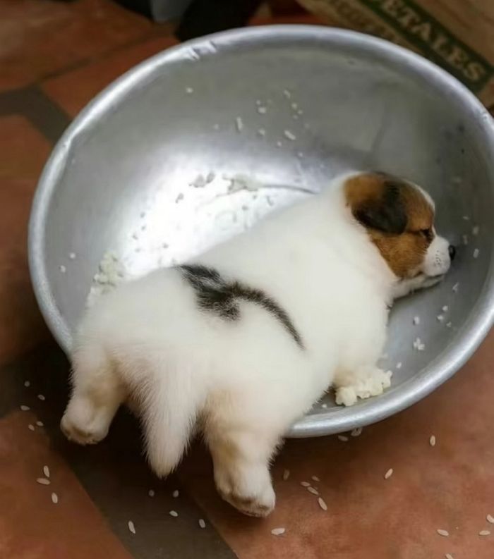 애니멀플래닛