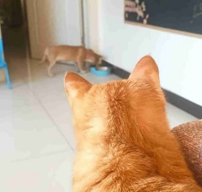 애니멀플래닛