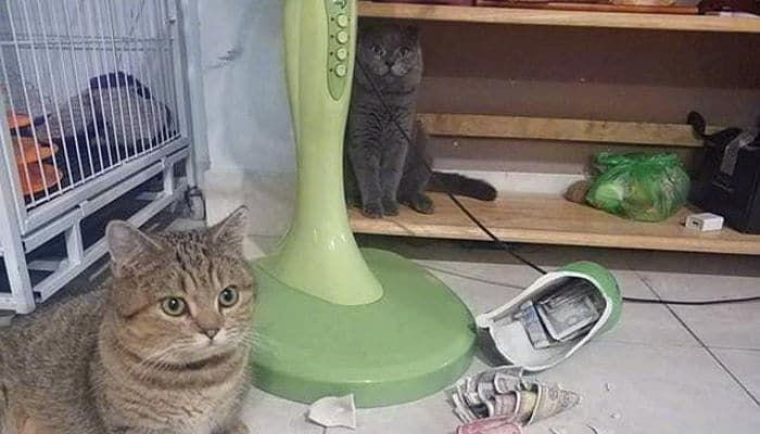 애니멀플래닛