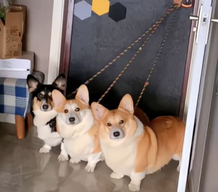 애니멀플래닛