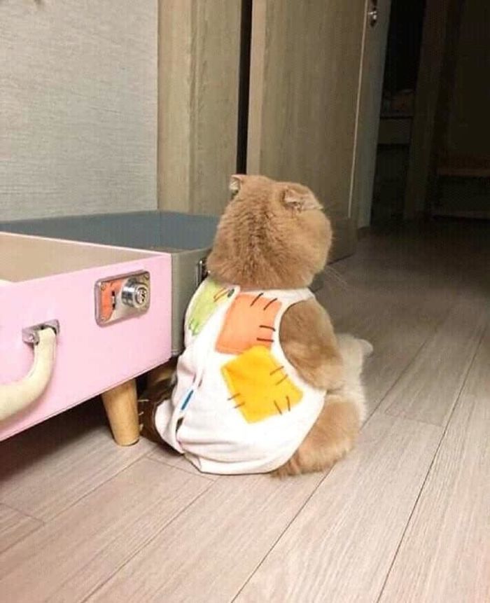애니멀플래닛