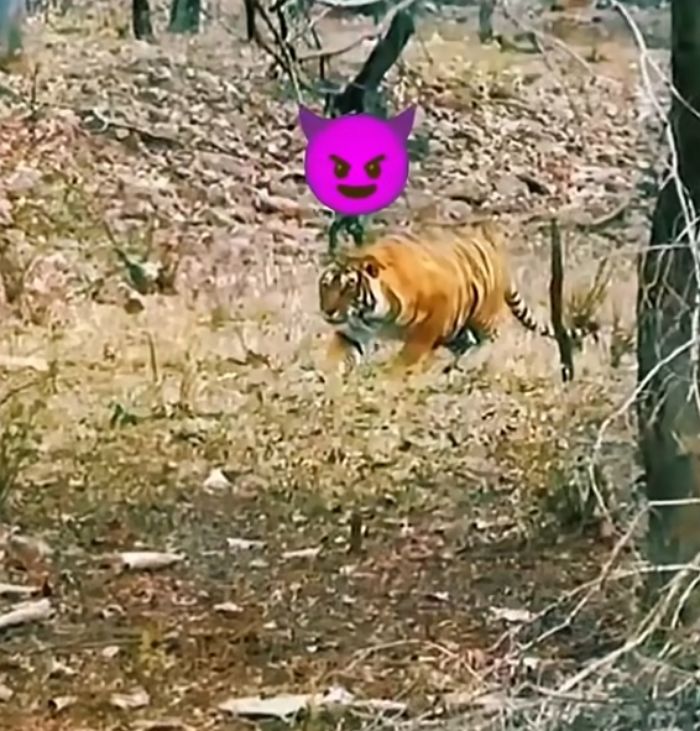 애니멀플래닛