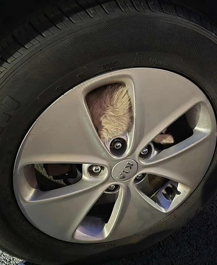 애니멀플래닛