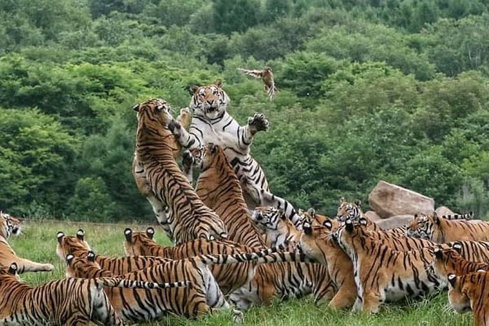 애니멀플래닛