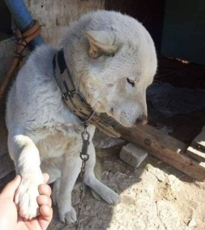애니멀플래닛