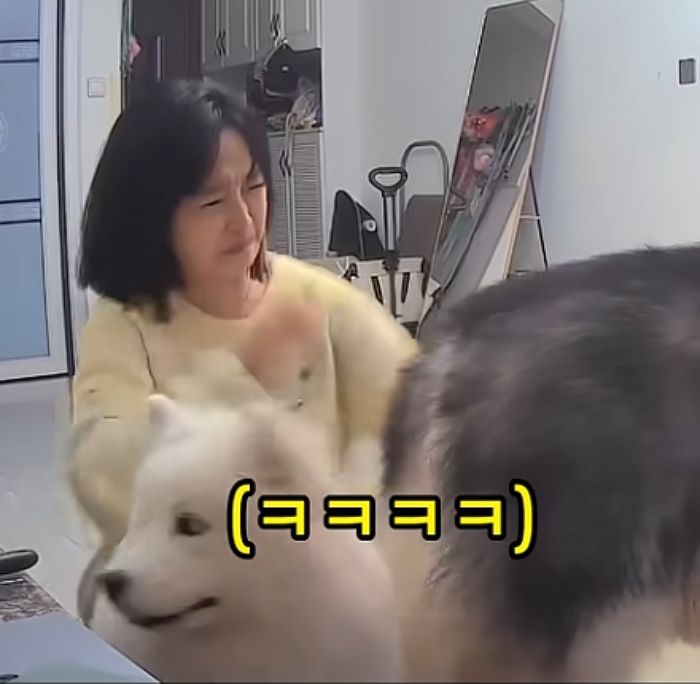 애니멀플래닛