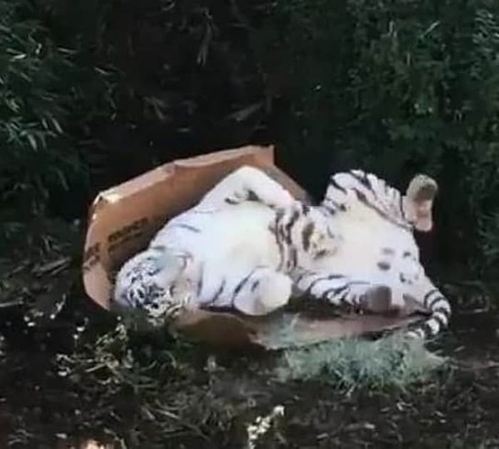 애니멀플래닛
