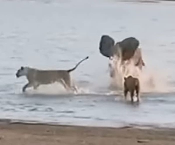 애니멀플래닛