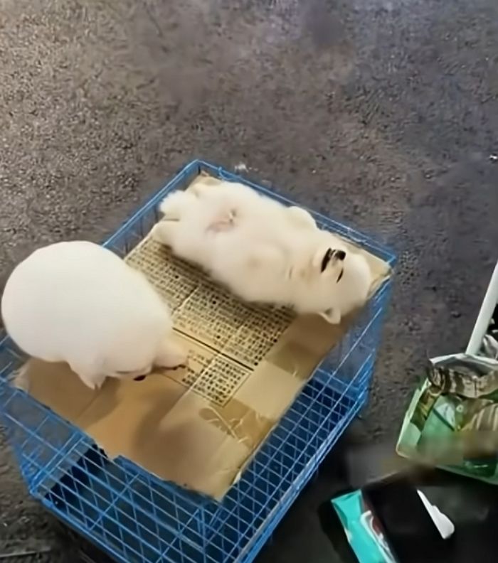 애니멀플래닛