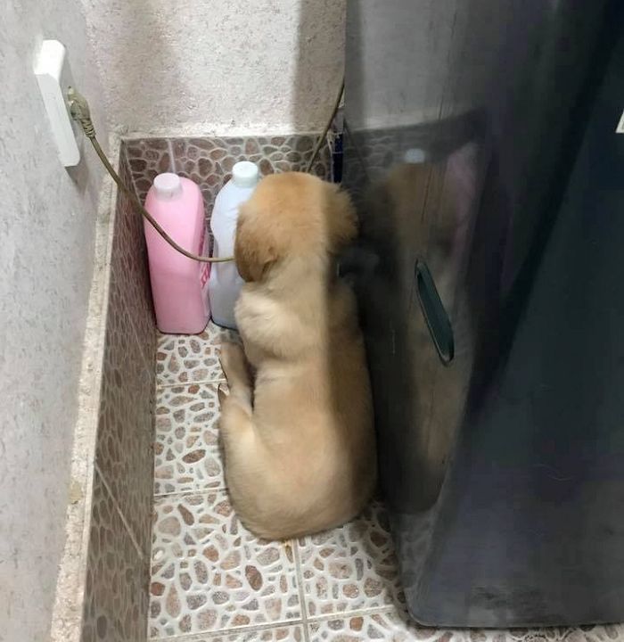 애니멀플래닛