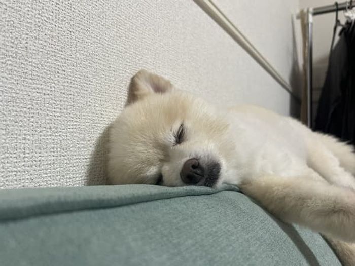 애니멀플래닛