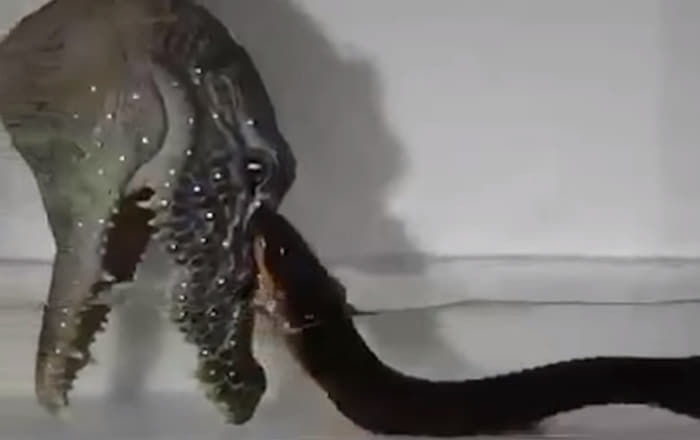 애니멀플래닛