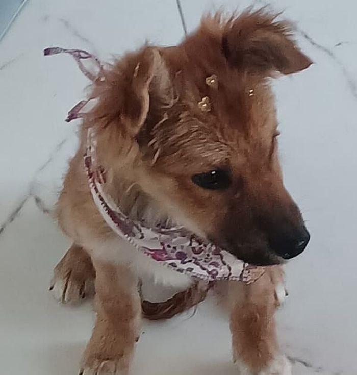 애니멀플래닛