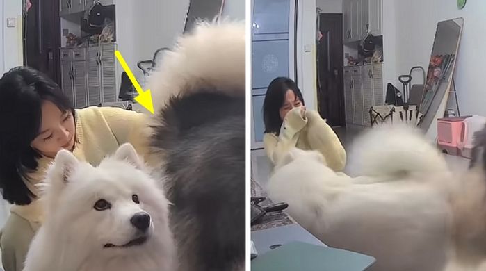 애니멀플래닛
