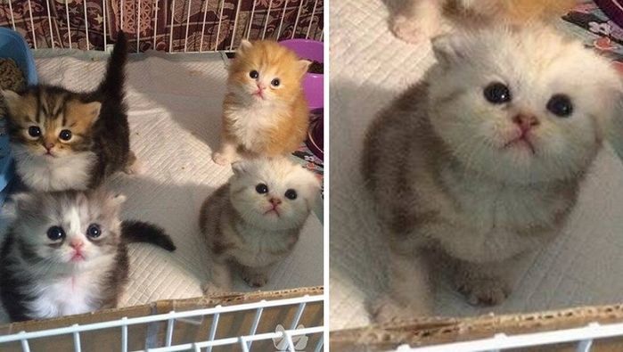 애니멀플래닛
