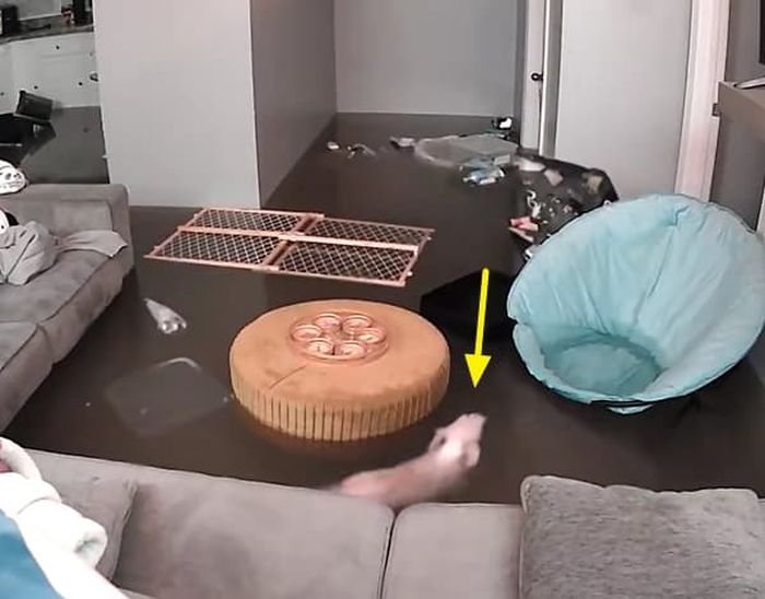 애니멀플래닛