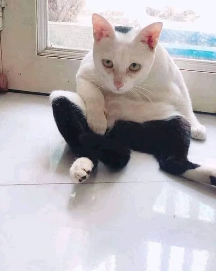 애니멀플래닛