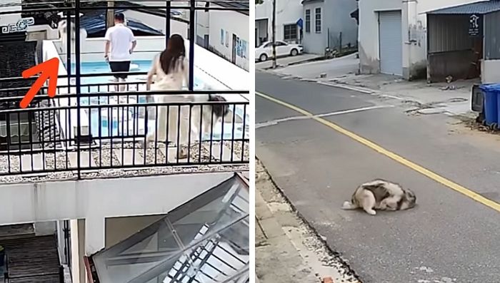 애니멀플래닛