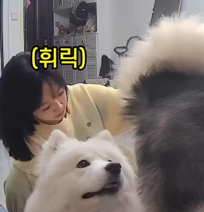 애니멀플래닛
