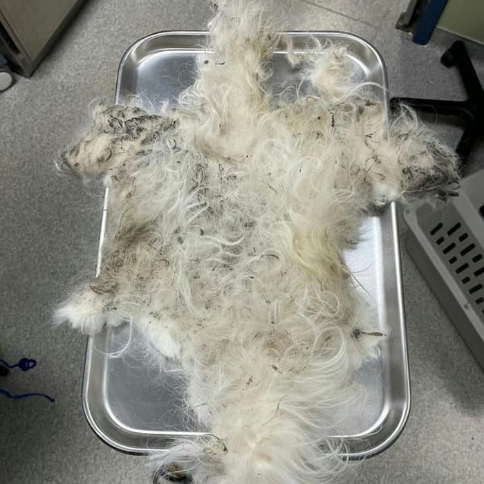 애니멀플래닛