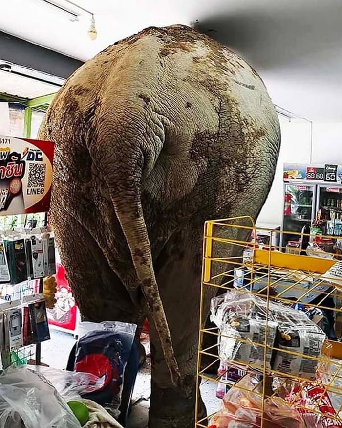 애니멀플래닛