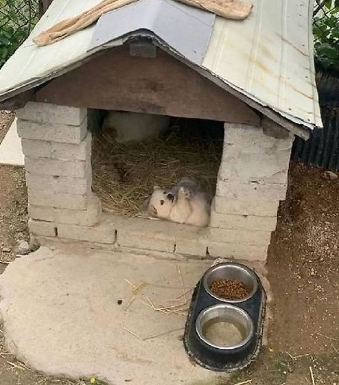애니멀플래닛
