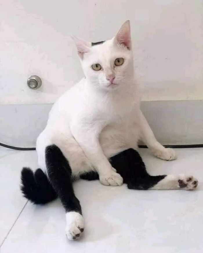 애니멀플래닛