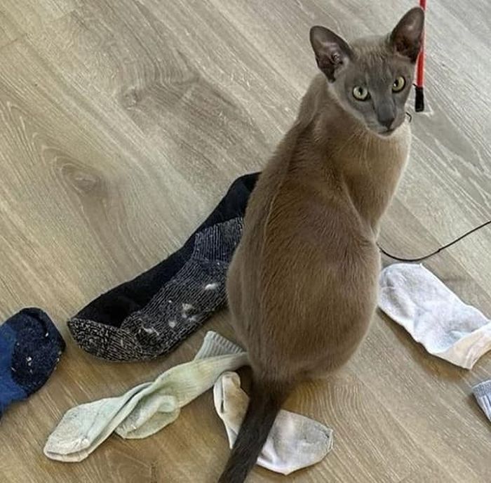 애니멀플래닛