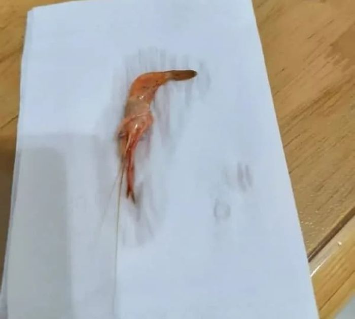애니멀플래닛