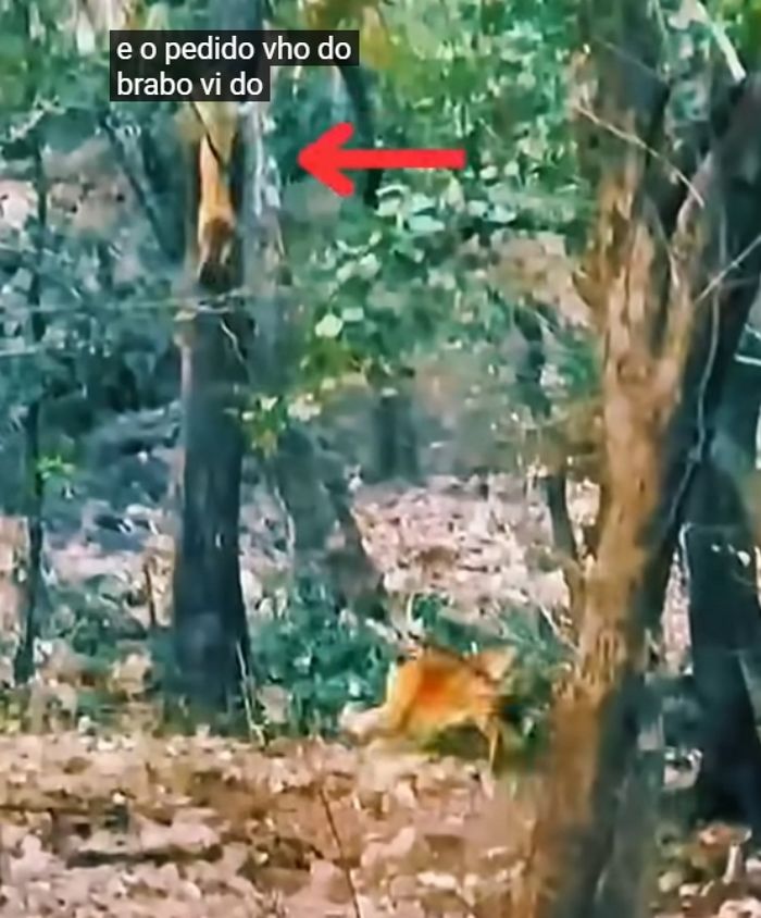 애니멀플래닛