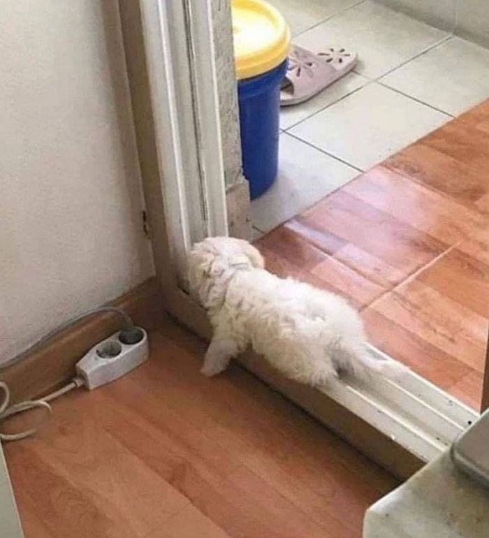 애니멀플래닛