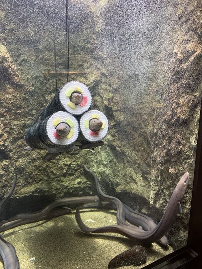 애니멀플래닛