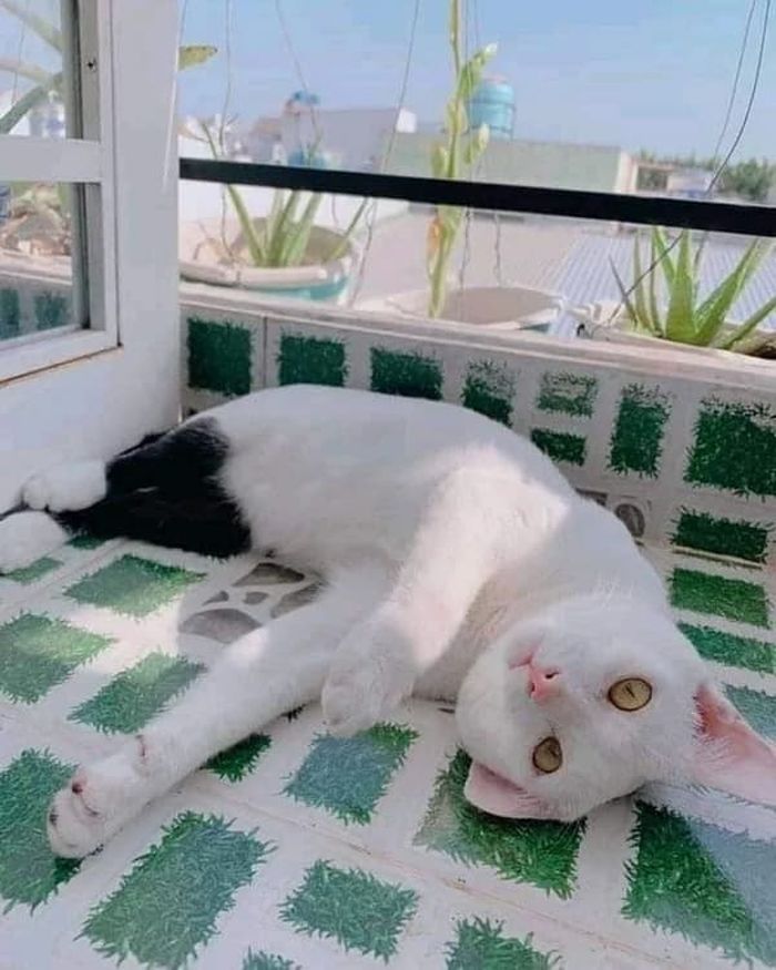 애니멀플래닛