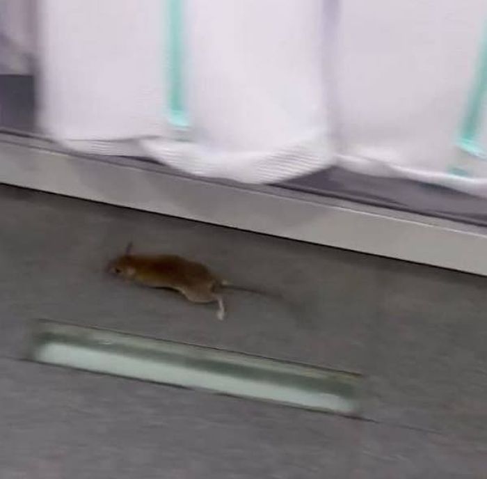 애니멀플래닛