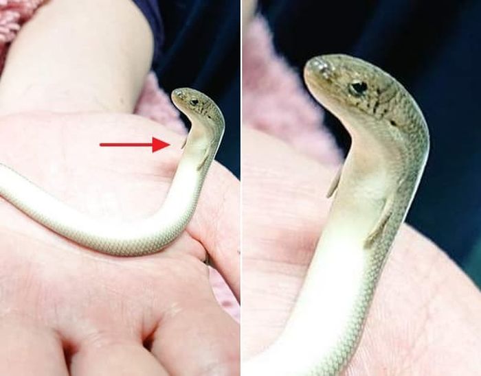 애니멀플래닛