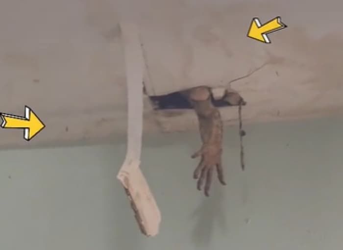애니멀플래닛