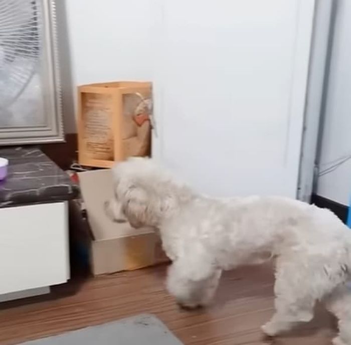 애니멀플래닛