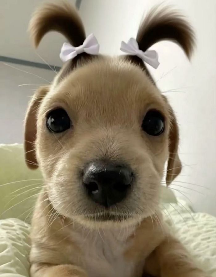 애니멀플래닛