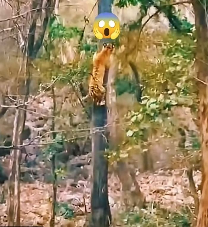 애니멀플래닛