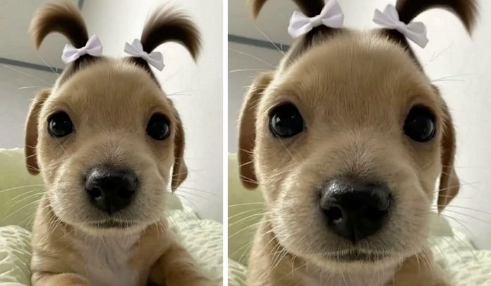 애니멀플래닛