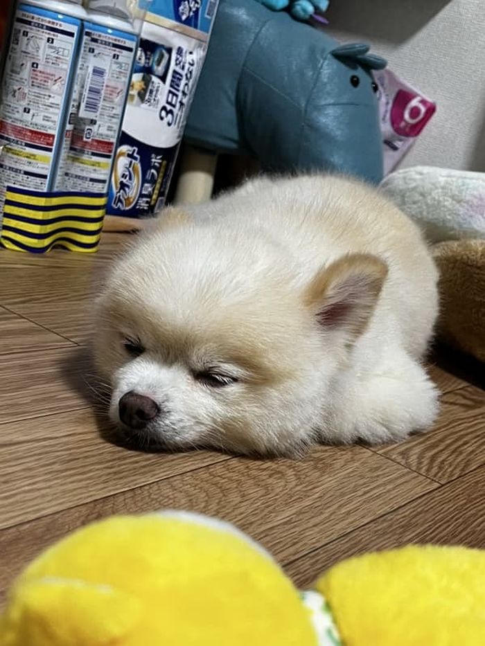 애니멀플래닛