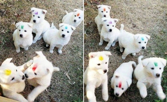 애니멀플래닛