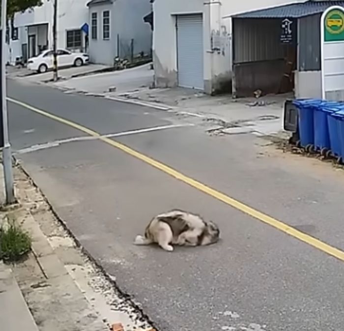 애니멀플래닛